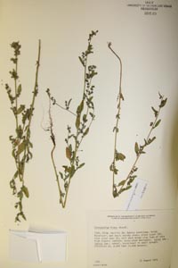herbarium sheet of UNLV 20149